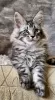 Photo №2 de l'annonce № 118292 de la vente maine coon - acheter à USA annonce privée