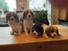 Photo №1. cavalier king charles spaniel - à vendre en ville de Дрезден | 350€ | Annonce №41583