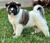 Photo №1. akita (chien) - à vendre en ville de Kraljevo | négocié | Annonce №95514