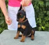 Photos supplémentaires: Chiots Pinscher Allemands