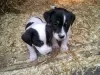 Photo №1. jack russell terrier - à vendre en ville de Манчестер | 350€ | Annonce №13483