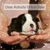 Photo №4. Je vais vendre american bully en ville de Saratov. de la fourrière - prix - 913€