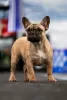 Photo №1. bouledogue - à vendre en ville de Tolyatti | 531€ | Annonce №129034