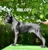 Photos supplémentaires: Cane Corso Femme