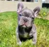 Photo №1. bouledogue - à vendre en ville de Buffalo | 531€ | Annonce №128152