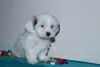 Photos supplémentaires: Chiots bichon havanais