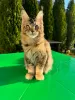 Photo №4. Je vais vendre maine coon en ville de Saarbrücken. annonce privée - prix - 400€