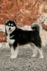 Photos supplémentaires: Chiots Malamute d'Alaska