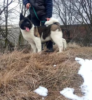 Photo №3. pépinière offre à un beau garçon un akita américain. Fédération de Russie