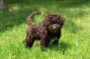 Photos supplémentaires: Chiots Lagotto Romagnolo