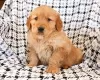 Photo №1. golden retriever - à vendre en ville de St. Gallen | 200€ | Annonce №129288