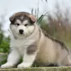 Photo №1. malamute de l'alaska - à vendre en ville de Tel Aviv | négocié | Annonce №83991