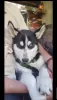 Photo №1. husky de sibérie - à vendre en ville de Berlin | négocié | Annonce №56942