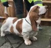 Photo №1. basset hound - à vendre en ville de Stavanger | 389€ | Annonce №18610