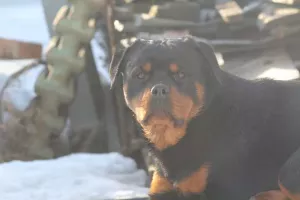 Photo №1. rottweiler - à vendre en ville de Penza | Négocié | Annonce №5847