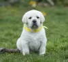 Photos supplémentaires: Piękne szczenięta labradora retrievera