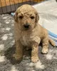 Photo №3. AJ Adorables mini chiots Goldendoodle. USA