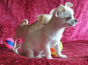 Photos supplémentaires: Nous proposons à la vente des chiots Chihuahua aux cheveux courts