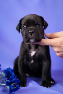 Photos supplémentaires: Superbes chiots Cane Corso