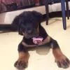 Photo №1. rottweiler - à vendre en ville de Zagreb | 450€ | Annonce №80694