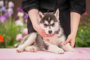 Photo №4. Je vais vendre husky de sibérie en ville de Bryansk. éleveur - prix - négocié