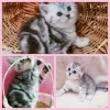 Photo №1. scottish fold - à vendre en ville de Minsk | négocié | Annonce № 39002