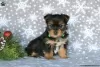 Photo №2 de l'annonce № 63826 de la vente yorkshire terrier - acheter à Allemagne 