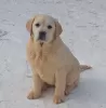 Photo №2 de l'annonce № 92305 de la vente labrador retriever - acheter à Fédération de Russie de la fourrière, éleveur