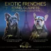 Photos supplémentaires: Chiot bouledogue français, exotique