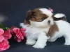 Photo №1. shih tzu - à vendre en ville de Салоники | 400€ | Annonce №44904