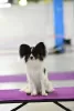 Photos supplémentaires: Chiots Papillon