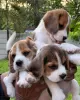 Photo №1. beagle - à vendre en ville de Стамбул | 650€ | Annonce №50265