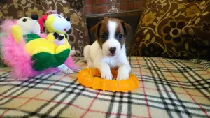 Photo №1. jack russell terrier - à vendre en ville de Moscou | 505€ | Annonce №4615