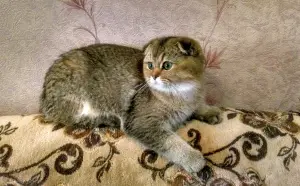 Photo №1. scottish fold - à vendre en ville de Kharkov | 382€ | Annonce № 3502