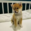 Photo №1. shiba - à vendre en ville de Riekstukalns | négocié | Annonce №85337