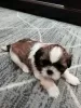 Photo №4. Je vais vendre lhassa apso, shih tzu en ville de Kaunas. annonce privée, de la fourrière, éleveur - prix - 600€