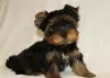 Photos supplémentaires: Chiots Yorkshire Terrier à vendre