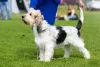 Photo №4. Je vais vendre grand venetian basset griffon en ville de Jaracz. éleveur - prix - 1000€