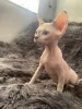 Photo №4. Je vais vendre sphynx en ville de Tachkent. annonce privée - prix - 95€