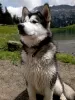 Photo №1. malamute de l'alaska - à vendre en ville de Rougemont | 4500€ | Annonce №57528