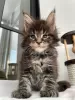 Photo №2 de l'annonce № 97758 de la vente maine coon - acheter à Allemagne annonce privée