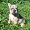 Photo №4. Je vais vendre bouledogue en ville de Minsk. éleveur - prix - négocié