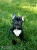 Photo №4. Je vais vendre bouledogue en ville de Sumy. éleveur - prix - 217€