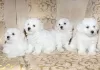 Photo №1. bichon à poil frisé - à vendre en ville de Minsk | 607€ | Annonce №42655