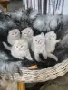 Photo №3. Chatons Scottish Fold de qualité. La finlande