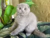 Photo №1. scottish fold - à vendre en ville de Киль | Gratuit | Annonce № 95893