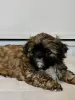 Photo №2 de l'annonce № 82237 de la vente shih tzu - acheter à USA annonce privée