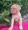 Photo №2 de l'annonce № 36077 de la vente dogue de bordeaux - acheter à Lituanie annonce privée