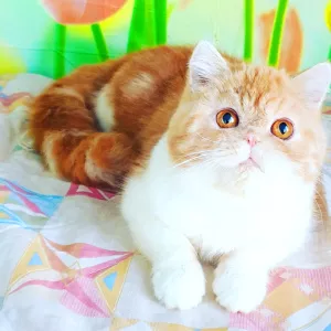 Photo №1. exotic shorthair - à vendre en ville de Tiraspol | 200€ | Annonce № 5650