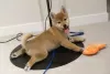 Photo №1. shiba - à vendre en ville de Melbourne | négocié | Annonce №42796